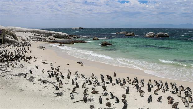 Ein einzelnes Pärchen dieser Afrikanischen Pinguine wurde 1983 am Strandabschnitt entdeckt. Seitdem hat sich die Kolonie extrem vergrössert, heute leben heute etwa 2.100 dieser kleinen Pinguine in diesem Schutzgebiet.